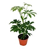 Strahlenaralie - Schefflera - 9cm Topf - Zimmerpflanze - ca. 25cm hoch