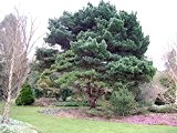 Strauch-Waldkiefer - Pinus sylvestris 'Watereri' - 40-50cm im 3 Ltr. Topf