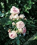 Strauchrose 'Eden Rose '85' -R-