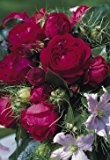 Strauchrose 'Red Eden Rose' -R- A-Qualität Wurzelware