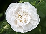 Strauchrose "Rosa alba Maxima" - (wurzelnackte Pflanze)