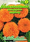 Studentenblume Orangeprinz Tagetes erecta plena