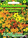 Studentenblume Starfire mixed Tagetes tenuifolia