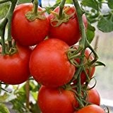 Sub Arctic Plenty, sehr frühe, rote Tomate - 20 Samen
