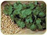 Suffolk Herbs Saatgut, Echter Koriander / Cilantro, bebildertes Päckchen