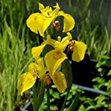 Sumpf-Schwertlilie Iris pseudacorus
