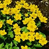 Sumpfdotterblume - Caltha Palustris - zauberhaft goldgelb blühende Blüten - Duftstaude im 9 cm Topf - frisch aus der Gärtnerei ...