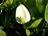 Sumpfkalla weiß (Calla palustris) - Teichpflanzen Teichpflanze