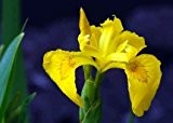 Sumpfschwertlilie gelb (Iris pseudacorus) - Teichplanzen Teichpflanze Teich
