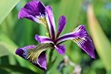 Sumpfschwertlilie hellblau (Iris setosa) - Teichpflanze Teichpflanzen Teich