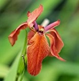 Sumpfschwertlilie rot (Iris fulva) - Teichpflanzen Teichpflanze