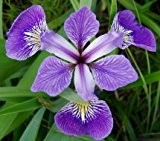 Sumpfschwertlilie violett (Iris versicolor) - Teichpflanzen Teichpflanze