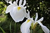 Sumpfschwertlilie weiß (Iris alba) - Teichplanzen Teichpflanze Teich