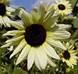 Sunflower Vanilla Ice - Sonnenblume Vanille-Eis - 20 Samen