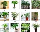 Superior-pachira macrocrpa Seeds Förderung !!! 24 Arten 100pcs Rare Fower Samen für den Garten Haus & Garten Flores Zimmerpflanzen Gar