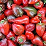 Süßes Chili (Paprika) zum Einlegen oder in den Salat - Pimento L - 10 Samen