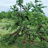 Süßkirschenbaum 'Kordia' - Obstgehölz mit süß-aromatischen Süßkirschen - 1 Süßkirschenpflanze von Pflanzen-Kölle im 10 Liter Topf - Prunus avium Kordia