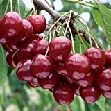 Süßkirschenbaum 'Regina' - Obstgehölz mit süß-aromatischen Süßkirschen - 1 Süßkirschenpflanze von Pflanzen-Kölle im 10 Liter Topf - Prunus avium Regina