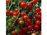 Sweet Pea Currant - sehr ertragreiche, rote Cherry-Tomate - 20 Samen