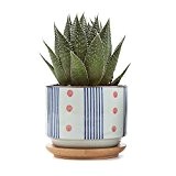 T4U 7.5CM Ceramic japanese Style Serial No.5 Sucuulent Plant Pot/Cactus Plant Pot Flower Pot/Container/Planter White