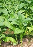 Tabak und Burley Mix 400 Samen