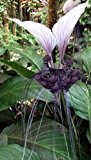 Tacca integrifolia - 10 Samen - Fledermausblume (Bat Plant) purpur