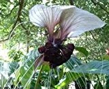 Tacca nivea - 20 Samen - weiße Fledermausblume (devils plant)