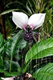Tacca nivea - weiße Fledermausblume - 5 Samen