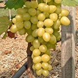 Tafeltraube 'Arkadia®' weiß - kernarme Traubenrebe für den Garten - 1 Traubenpflanze von Pflanzen-Kölle im 3 Liter Topf - Vitis ...