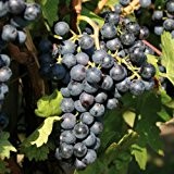 Tafeltraube 'Festivee®' blau - Traubenrebe für den Garten - 1 Traubenpflanze von Pflanzen-Kölle im 3 Liter Topf - Vitis vinifera ...