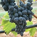 Tafeltraube 'Georg®' blau - Traubenrebe für den Garten - 1 Traubenpflanze von Pflanzen-Kölle im 3 Liter Topf - Vitis vinifera ...