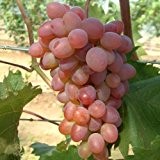 Tafeltraube 'Katharina®' rot - Traubenrebe für den Garten - 1 Traubenpflanze von Pflanzen-Kölle im 3 Liter Topf - Vitis vinifera ...