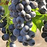Tafeltraube 'Muscat Bleu®' - blaue Traubenrebe für den Garten - 1 Traubenpflanze von Pflanzen-Kölle im 3 Liter Topf - Vitis ...