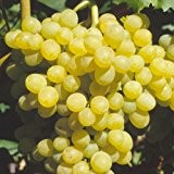 Tafeltraube 'Palatina®' weiß – Traubenrebe für den Garten - 1 Traubenpflanze von Pflanzen-Kölle im 3 Liter Topf - Vitis vinifera ...