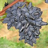 Tafeltraube 'Philipp®' blau - Traubenrebe für den Garten - 1 Traubenpflanze von Pflanzen-Kölle im 3 Liter Topf - Vitis vinifera ...