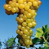 Tafeltraube 'Primus®' weiß – kernlose Traubenrebe für den Garten - 1 Traubenpflanze von Pflanzen-Kölle im 3 Liter Topf - Vitis ...