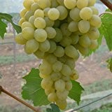 Tafeltraube 'Sophie®' weiß - Traubenrebe für den Garten - 1 Traubenpflanze von Pflanzen-Kölle im 3 Liter Topf - Vitis vinifera ...