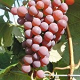 Tafeltraube 'Vanessa®' rot – kernlose Traubenrebe für den Garten - 1 Traubenpflanze von Pflanzen-Kölle im 3 Liter Topf - Vitis ...