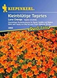 Tagetes Luna Orange (Studentenblume) von Kiepenkerl