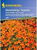 Tagetes tenuifolia Luna Orange