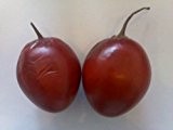 Tamarillo (Tropischer Tomatenbaum) (Cyphomandra betacea) 10 Korn