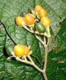 Tamarillo **Zwerg-Tamarillo** (Tropischer Tomatenbaum) -Cyphomandra abutiloides- 10 Korn
