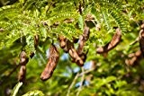 Tamarinde Tamarindus indica Indischer Dattelbaum 100 Samen