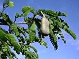Tamarindenbaum Tamarindus indica indische Dattel Pflanze 20cm Tamarinde selten