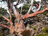 Tasmanischer Schneeeukalyptus Eucalyptus coccifera 10 Samen -Winterhart