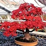 Tatarischer Ahorn 10 Samen (Acer tataricum) -Intensive rote Farbe.