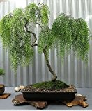 Teebaum 20 Samen (Leptospermum brachyandrum) Bonsai/Garten