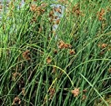 Teichsimse, Seesimse, Flechtbinse / Scirpus Lacustris im 9x9 cm Topf