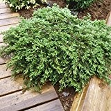 Teppichwacholder Green Carpet, Juniperus communis, 20-30, C2, 1 Pflanze