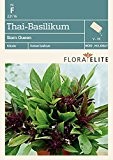 Thai-Basilikum Siam Queen von Flora Elite